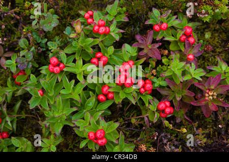 Cornouiller (Cornus suecica suédois), Norway, Scandinavia, Europe Banque D'Images