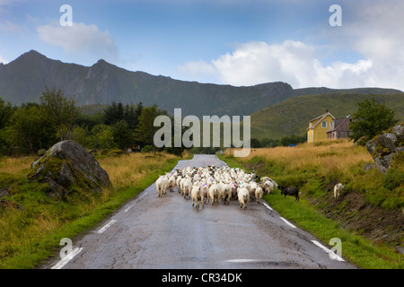 Troupeau de chèvres sur la route, Lofoten, Norway, Scandinavia, Europe Banque D'Images