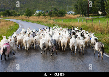 Troupeau de chèvres sur la route, Lofoten, Norway, Scandinavia, Europe Banque D'Images