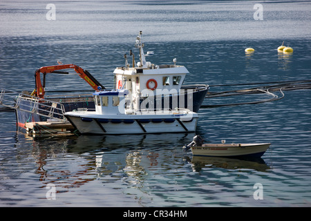L'élevage du saumon, Raftsundet, île de Austvågøya, Lofoten, Norway, Scandinavia, Europe Banque D'Images