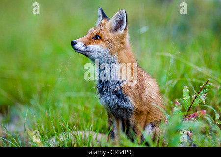 Les jeunes Red Fox (Vulpes vulpes), Norway, Scandinavia, Europe Banque D'Images