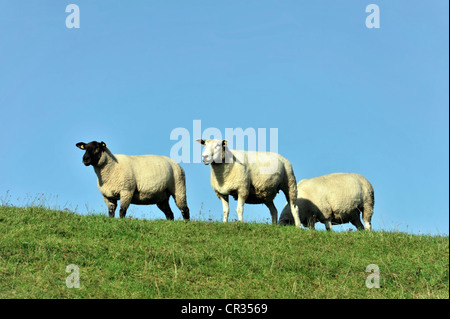 Les moutons sur une digue près de Husum, Schleswig-Holstein, Allemagne, Europe Banque D'Images