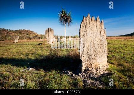 Ou compas magnétique magnétique mounds construit par les termites (Amitermes meridionalis), Litchfield National Park, Territoire du Nord Banque D'Images