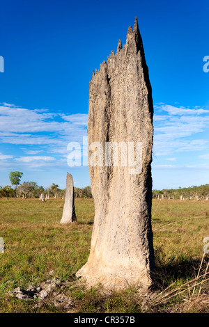 Ou compas magnétique magnétique mounds construit par les termites (Amitermes meridionalis), Litchfield National Park, Territoire du Nord Banque D'Images