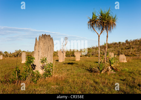 Ou compas magnétique magnétique mounds construit par les termites (Amitermes meridionalis), Litchfield National Park, Territoire du Nord Banque D'Images