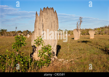Ou compas magnétique magnétique mounds construit par les termites (Amitermes meridionalis), Litchfield National Park, Territoire du Nord Banque D'Images