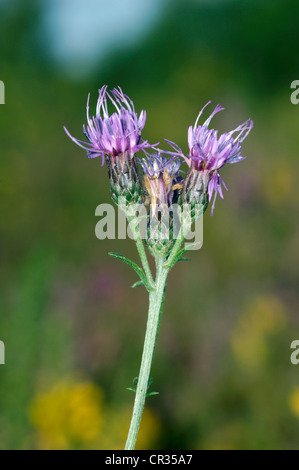 Vu-millepertuis Serratula tinctoria (Asteraceae) Banque D'Images