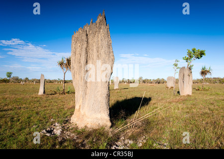Ou compas magnétique magnétique mounds construit par les termites (Amitermes meridionalis), Litchfield National Park, Territoire du Nord Banque D'Images