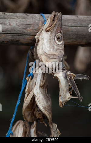 Poissons traditionnels islandais tomber sur poteaux de bois, de l'Islande Scandinavie Banque D'Images