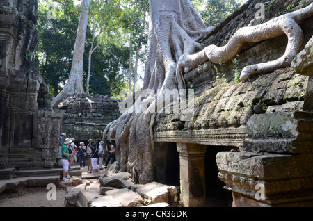 Ta Prohm temple complexe, strangler fig (ficus sp.), Angkor, Siem Reap, Cambodge, en Asie du sud-est Banque D'Images