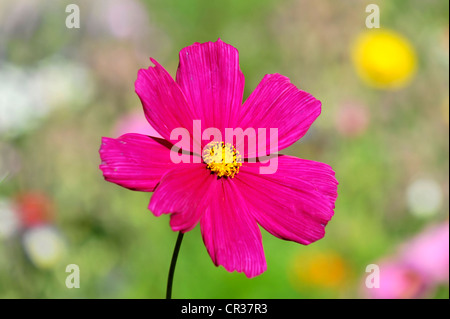 Jardin Cosmos ou mexicaine (Aster Cosmea bipinnata Schwaebisch Gmuend), Bade-Wurtemberg, Allemagne, Europe Banque D'Images