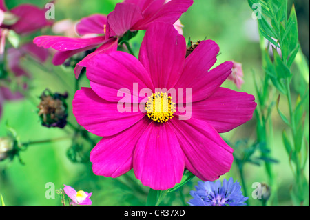 Jardin Cosmos ou mexicaine (Aster Cosmea bipinnata Schwaebisch Gmuend), Bade-Wurtemberg, Allemagne, Europe Banque D'Images