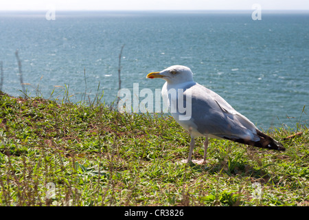 Goéland argenté (Larus argentatus) sur l'île de Helgoland, Helgoland, Schleswig-Holstein, Allemagne, Europe Banque D'Images