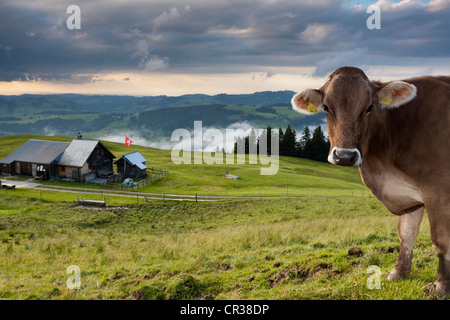 En face de la vache laitière ferme alpine de nuages dans la vallée ci-dessous Mt Faenerenspitz avec vues vers Hirschberg, Appenzell Banque D'Images