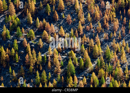 Le mélèze et l'automne en pin cembro bois près de Zermatt, Zermatt Gornergrat, ci-dessous, Canton du Valais, Suisse, Europe Banque D'Images