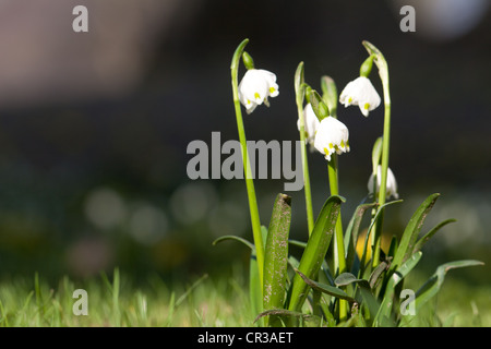 Petit groupe de printemps Leucojum vernum (flocons) dans un pré, île de Mainau Island, Constance district, Bade-Wurtemberg Banque D'Images