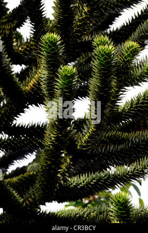 Arbre généalogique Monkeytail (Araucaria araucana) Banque D'Images