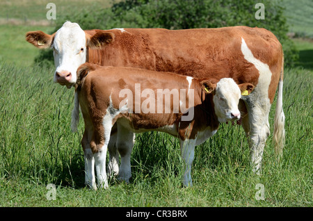 Hereford Vache et son veau dans un pré Banque D'Images