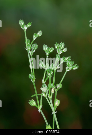 4 ALLSEED Polycarpon tetraphyllum à feuilles Banque D'Images