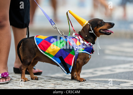 Un teckel chien, vêtu d'un costume de fantaisie, prend part à l'animal de compagnie carnival show à la plage de Copacabana à Rio de Janeiro, Brésil. Banque D'Images