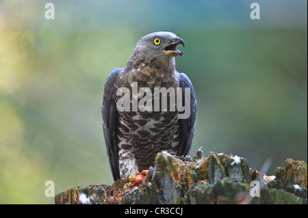 Le miel de l'ouest (buzzard Pernis apivorus), l'Allemagne, de l'Europe Banque D'Images