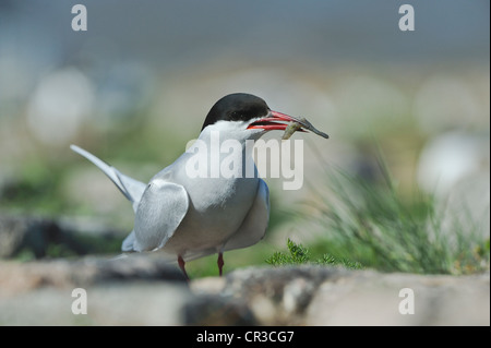 Sterne arctique (Sterna paradisea), mer du Nord, de l'Europe Banque D'Images