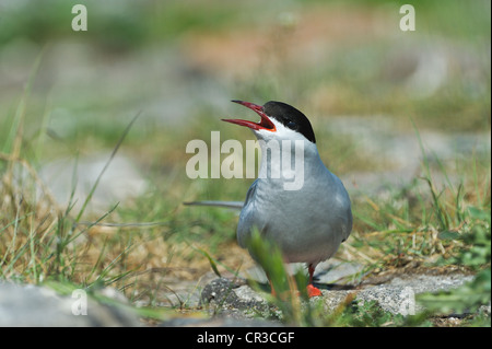 Sterne arctique (Sterna paradisea), mer du Nord, de l'Europe Banque D'Images