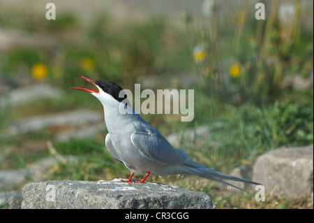 Sterne arctique (Sterna paradisea), mer du Nord, de l'Europe Banque D'Images