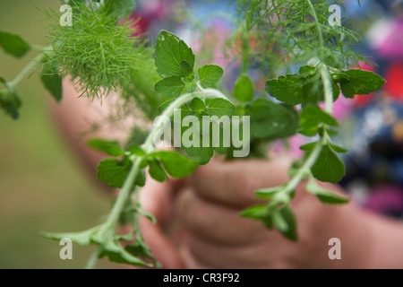 Les herbes fraîchement cueillies du jardin qui s'est tenue à huis clos. Banque D'Images