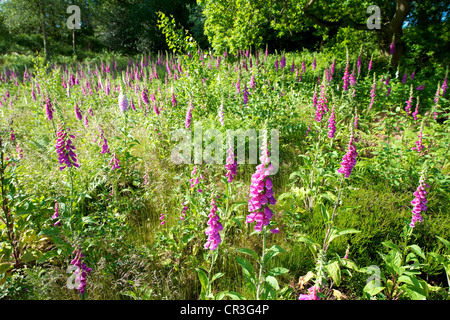 La digitale pourpre Digitalis purpurea et Heather dans une prairie sauvage sur Reigate Surrey Heath dans un ciel ensoleillé matin Juin Banque D'Images