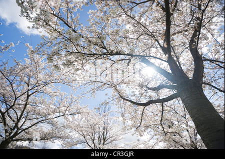 Japanese Cherry floraison, Oriental cerisier (Prunus serrulata) Banque D'Images