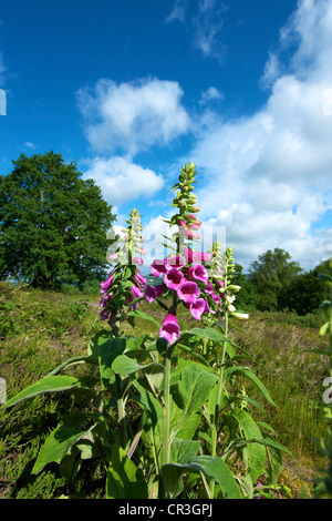 La digitale pourpre Digitalis purpurea et Heather dans une prairie sauvage sur Reigate Surrey Heath on a sunny juin Matin, défini dans un ciel bleu Banque D'Images