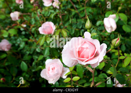 La floraison Rose Rosa 'The Generous Gardener' Ausdrawn en Juin Banque D'Images