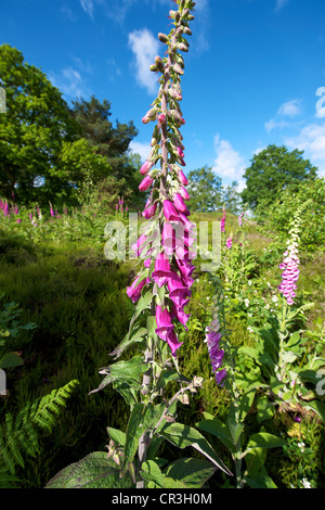 La digitale pourpre Digitalis purpurea et Heather dans une prairie sauvage sur Reigate Surrey Heath on a sunny juin Matin, défini dans un ciel bleu Banque D'Images