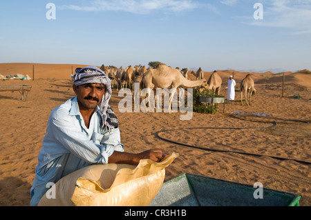 Éleveur de chameaux, Dubaï, Émirats arabes unis, au Moyen-Orient, en Asie Banque D'Images