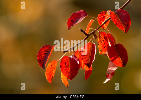 Des feuilles couleur d'automne d'un poirier (Pyrus) Banque D'Images