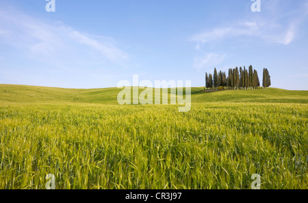 Groupe de cyprès, cyprès (Cupressus sempervirens), Crete Senesi, Toscane, Italie, Europe Banque D'Images