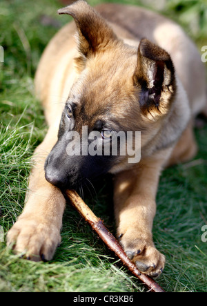 Berger allemand et belge Malinois, chiot de race mixte, de 10 semaines, à mâcher sur un bâton Banque D'Images