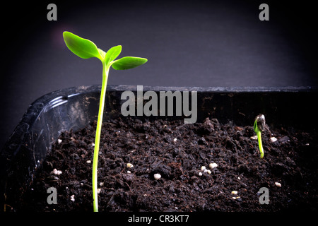 La germination des graines de tournesol Banque D'Images