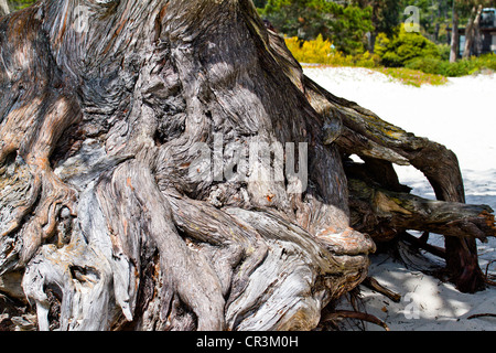 Tronc d'arbre noueux dans Carmel Californie Banque D'Images