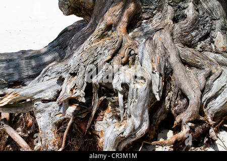 Tronc d'arbre noueux dans Carmel Californie Banque D'Images