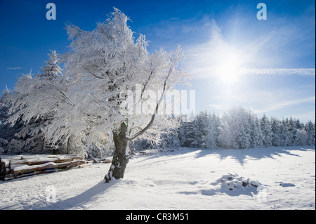 Les hêtres et sapins sur Mt. Schauinsland, Freiburg im Breisgau, Forêt Noire, Bade-Wurtemberg, Allemagne, Europe Banque D'Images