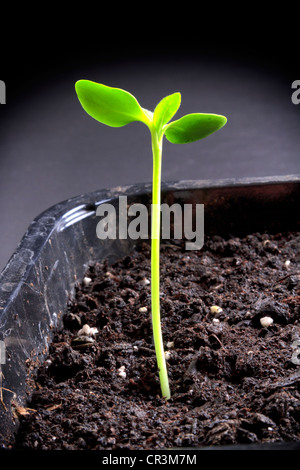 La germination des graines de tournesol Banque D'Images