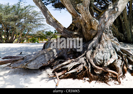 Tronc d'arbre noueux sur plage de Carmel en Californie Banque D'Images