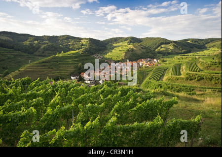 Vignes près de Schelingen, Kaiserstuhl, Bade-Wurtemberg, Allemagne, Europe Banque D'Images