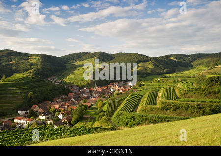 Vignes près de Schelingen, Kaiserstuhl, Bade-Wurtemberg, Allemagne, Europe Banque D'Images