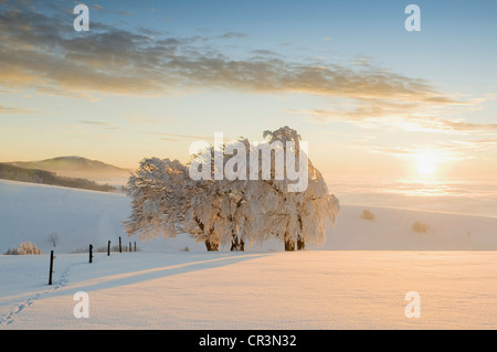Snowy hêtres (Fagus), près de la montagne Schauinsland Freiburg im Breisgau, chaîne de montagnes de la Forêt-Noire, Bade-Wurtemberg Banque D'Images