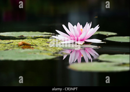 Nénuphar (Nymphaea) Banque D'Images