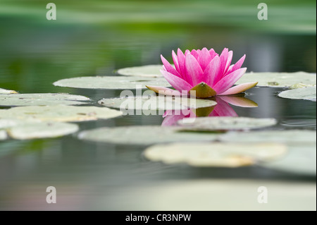 Nénuphar (Nymphaea) Banque D'Images