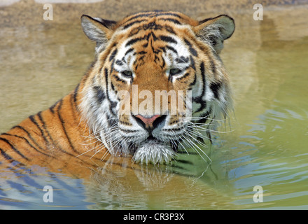 Un homme tigre du Bengale se baigner dans une piscine peu profonde Banque D'Images